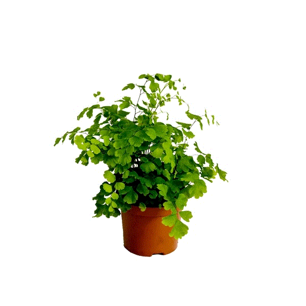 Adiantum raddianum Fragrans 8,5Ø 20cm