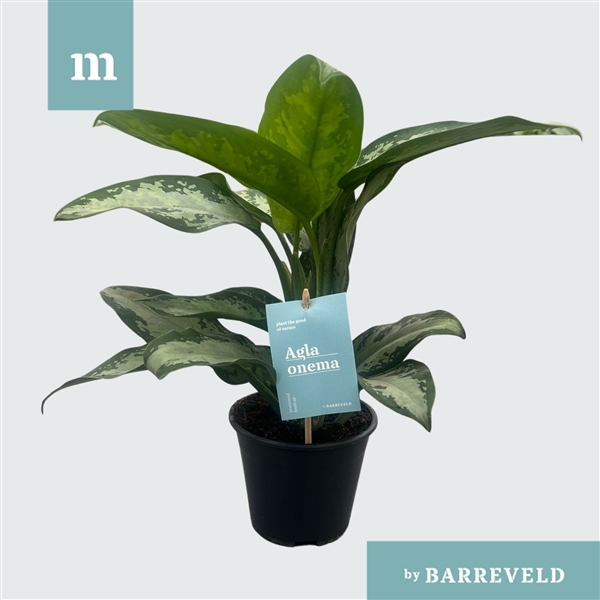 Aglaonema Jubilee 14Ø 35cm 2pp