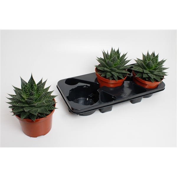 Aloe aristata Special (Cites) 17Ø 25cm