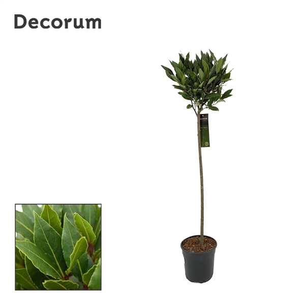 Laurus Nobilis ball on stem 20Ø 120cm 25Ø