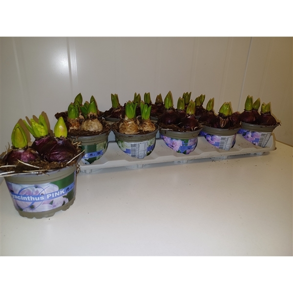 Hyacinthus orientalis mixed 12Ø 15cm 3pp