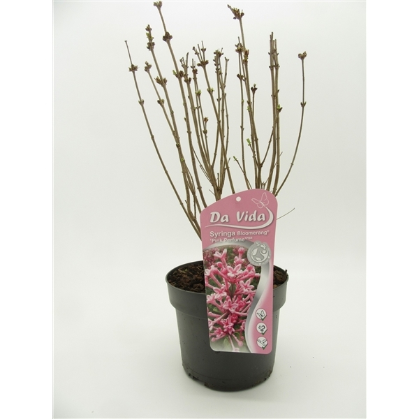 Syringa Pink Perfume 19Ø 40cm