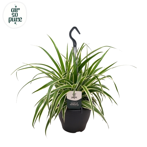 Chlorophythum comosum Vittatum 19Ø 50cm