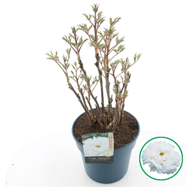 Paeonia suffruticosa white 32Ø 55cm