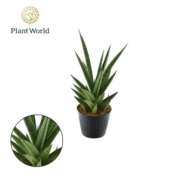 Sansevieria cylindrica Dancing Queen 10,5Ø 40cm