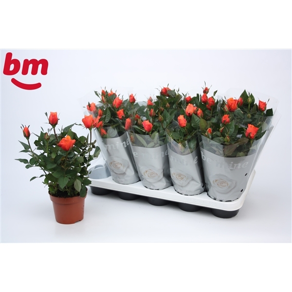 Rosa Beau Monde Orange 12Ø 28cm