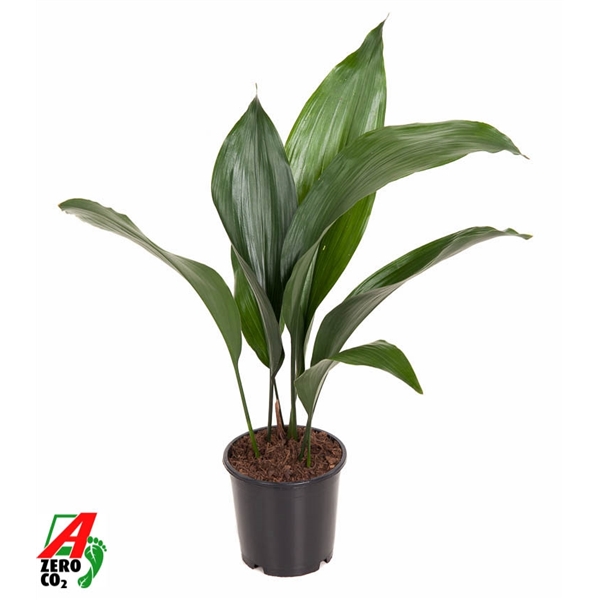 Aspidistra Elatior 13Ø 50cm 7pp