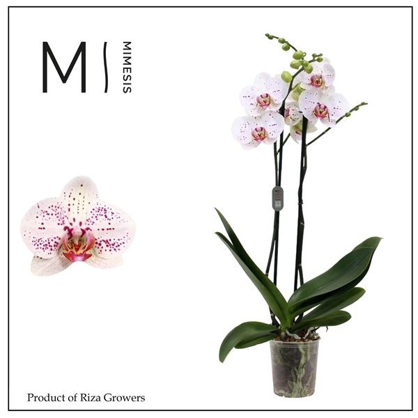 Phalaenopsis Bohemian Goya 12Ø 80cm 2st 16fl