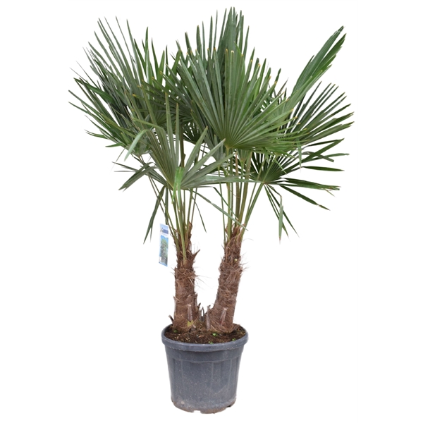 Trachycarpus fortunei 2pp 40Ø 180cm