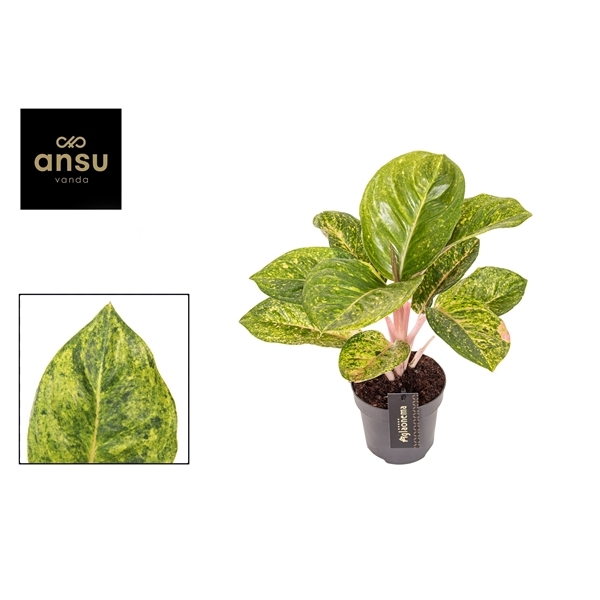 Aglaonema Apple Green 12Ø 35cm 1pp