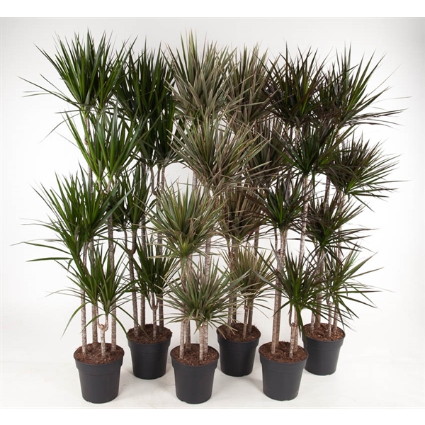 Dracaena mix trolley 27Ø 180cm 4pp