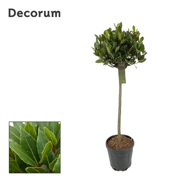 Laurus Nobilis ball on stem 25Ø 110cm 35Ø