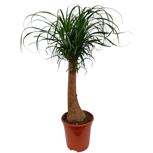 Nolina Recurvata (Beaucarnea) 21Ø 80cm
