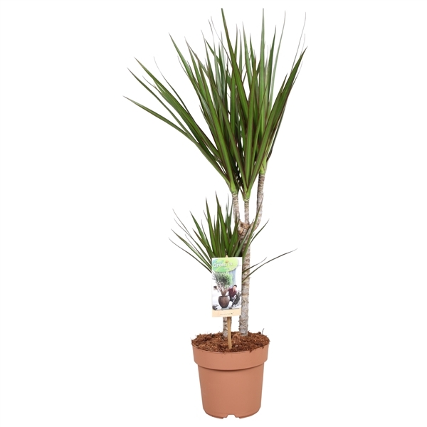 Dracaena Marginata 17Ø 75cm 2pp
