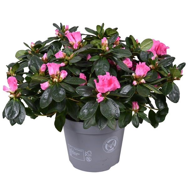 Rhododendron simsii Rose Voge 14Ø 30cm 30Ø