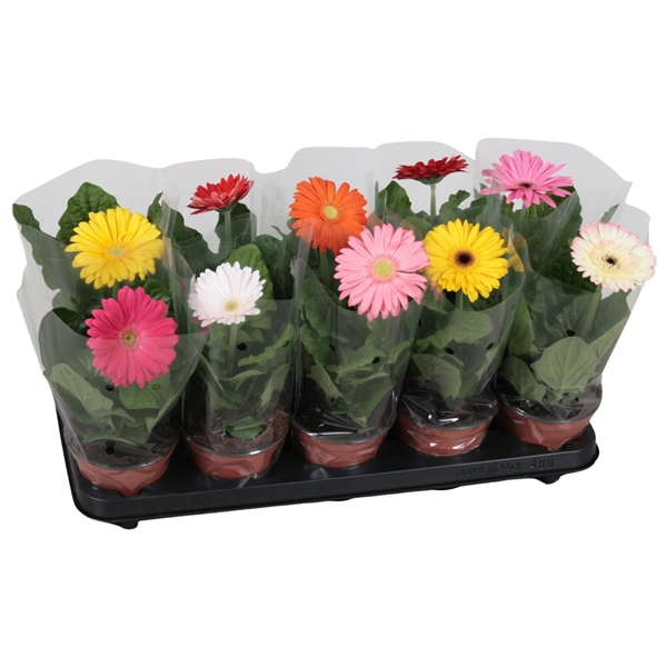 Gerbera mixed 12Ø 20cm 1fl