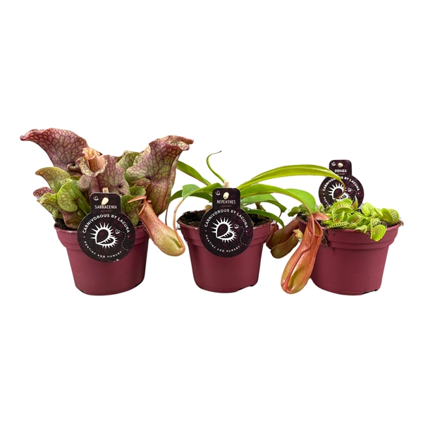 Carnivore plants mix 12Ø 40cm