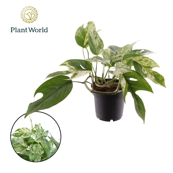 Epipremnum pinnatum Marble King 12Ø 20cm