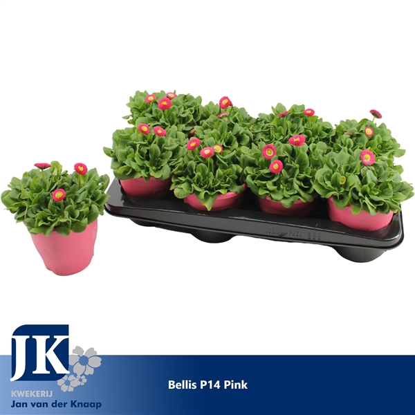 Bellis perennis Rusher Pink 14Ø 20cm