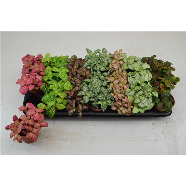 Fittonia mix 8,5Ø 12cm