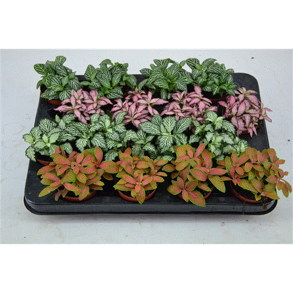 Fittonia mixed 7Ø 10cm