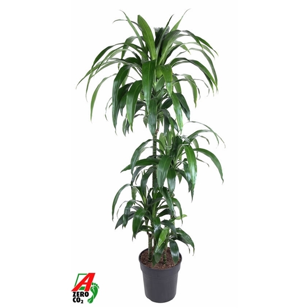 Dracaena frag. Janet Craig 90-60-30-15 27Ø 140cm 4pp