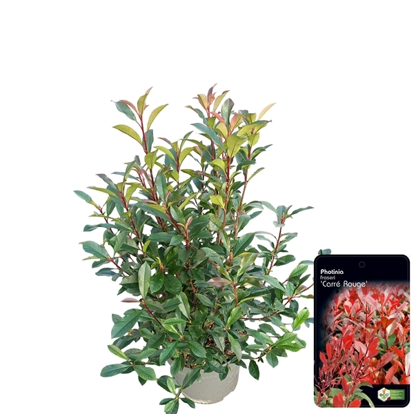 Photinia fraseri Carre Rouge 28Ø 100cm