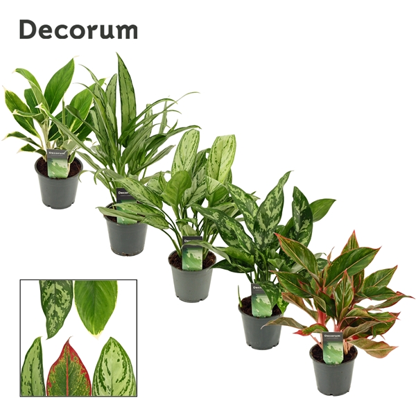 Aglaonema mix 12Ø 35cm 2pp