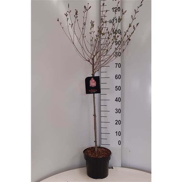 Syringa meyeri Palibin 20Ø 120cm