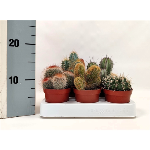Cactus mix 8,5Ø 5cm
