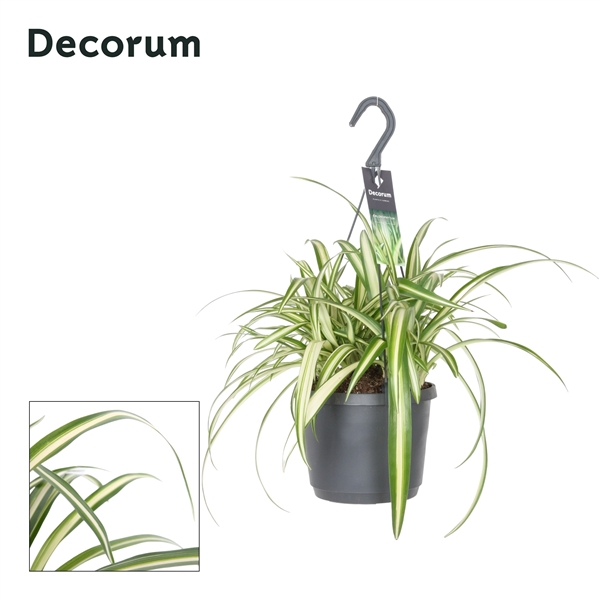 Chlorophytum Comosum Variegatum 17Ø 35cm