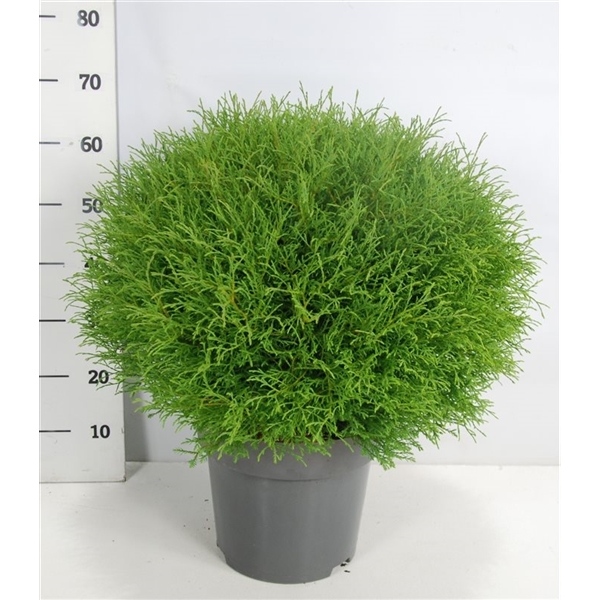Thuja occ.  Mr. Bowling Ball 32Ø 70cm