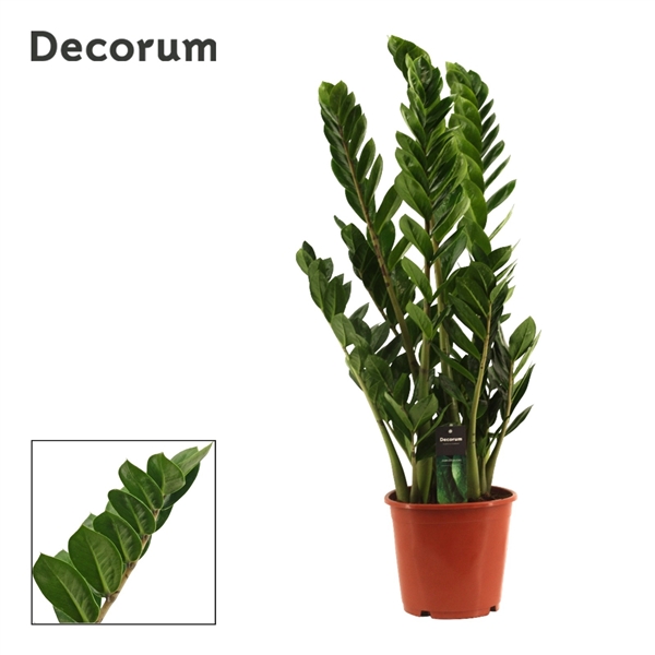 Zamioculcas zamifolia 21Ø 85cm 6st