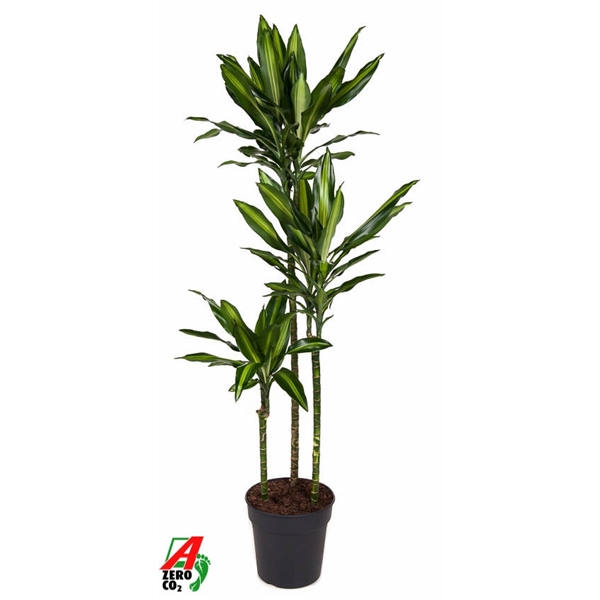 Dracaena fragrans Cintho 90-60-30 24Ø 140cm 3pp