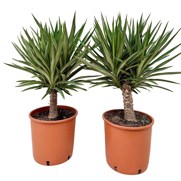 Yucca Single Stem Elmila 26Ø 75cm 1Head