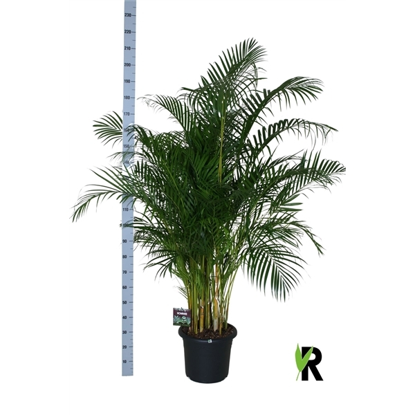 Dypsis lutescens 40Ø 200cm 1pp