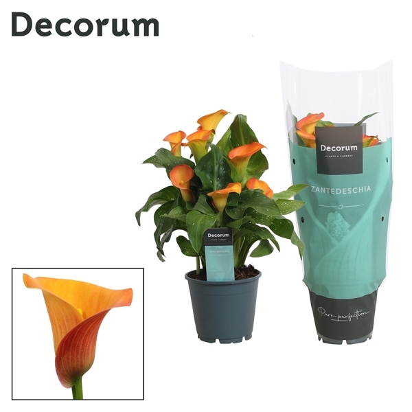 Zantedeschia Morning Sun 14Ø 40cm 5fl