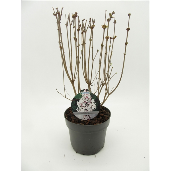 Syringa Flowerfesta White 19Ø 40cm