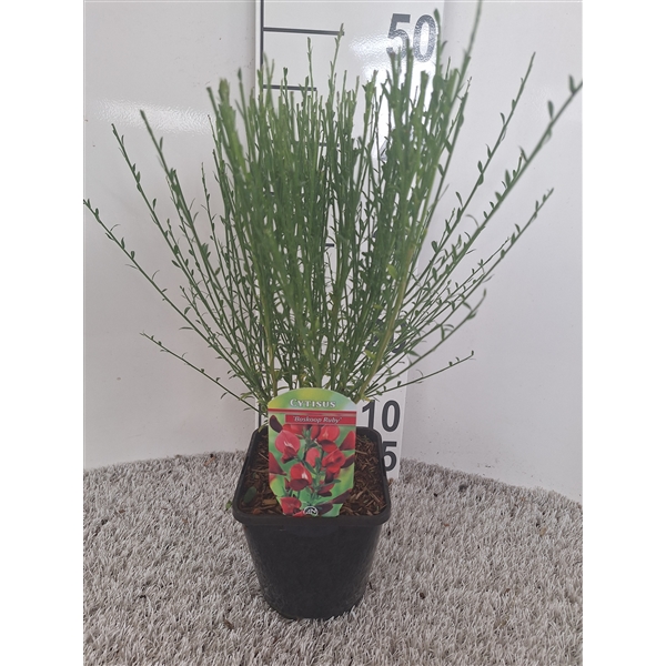 Cytisus Boskoon Ruby 14Ø 45cm