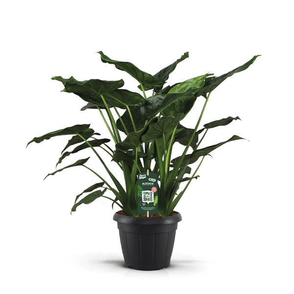 Alocasia cucullata 35Ø 110cm 3pp