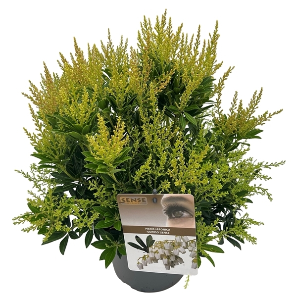 Pieris japonica Cupido 19Ø 35cm