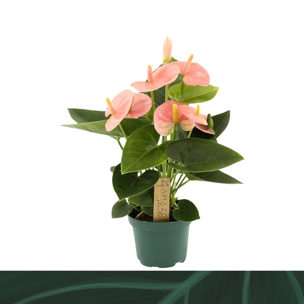 Anthurium Andreanum Spirit 9Ø 25cm 3fl