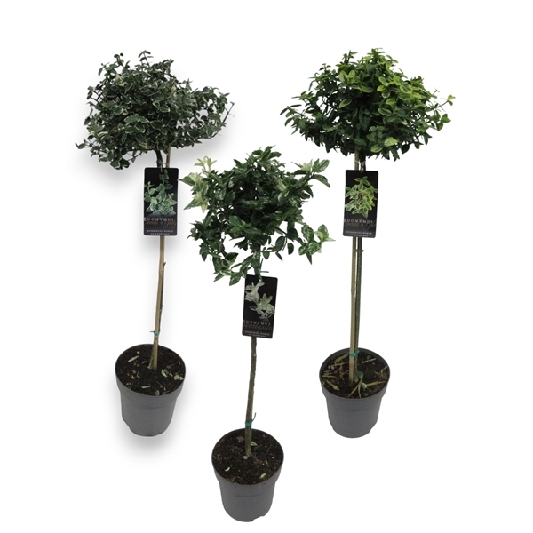 Euonymus japonicum on stem mix trolley 21Ø 110cm