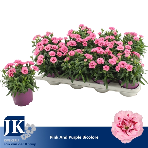 Dianthus hybrid osc Pink Purple 12Ø 22cm