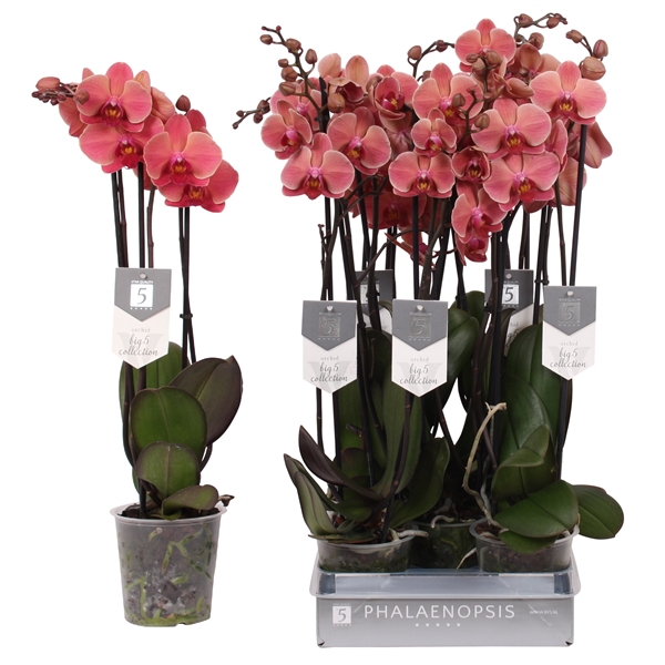 Phalaenopsis Anthura Narbonne 12Ø 60cm 3st 22fl