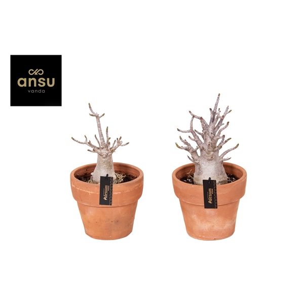 Adenium Ansu Baobab terracota pot 20Ø 30cm