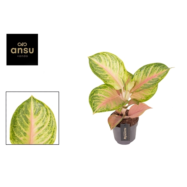 Aglaonema Sakura Mochi 12Ø 40cm 1pp