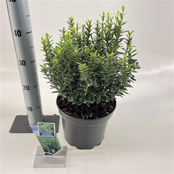 Euonymus japonicus Micr. Albovariegatus 23Ø 40cm