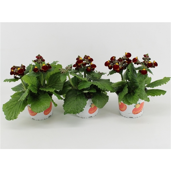 Calceolaria Calynopsis Yellow With Red 15Ø 30cm