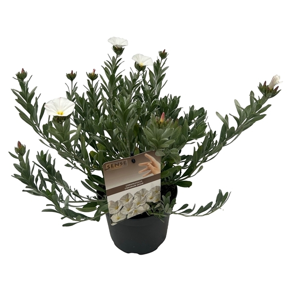 Convolvulus cneorum 17Ø 30cm